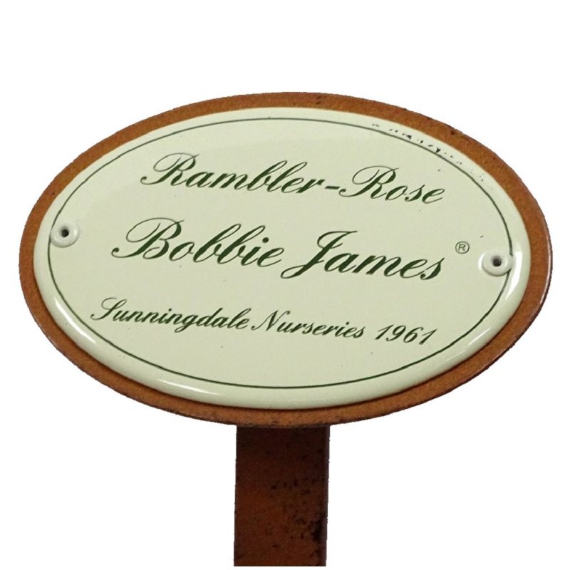Rosenschild Emaille Rambler Rose Bobbie James, Sunningdale Nurseries 1961