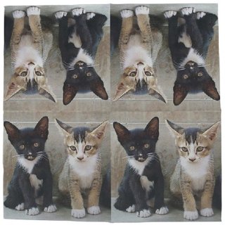 20 Servietten Kätzchen, Katzen Kinder, Katzenrassen 33x33 cm
