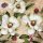 20 Servietten, Drei Weiße Magnolien und Blütenknospen 33x33 cm