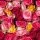 20 Servietten, Buntes Rosen Meer, Blütenzauber mit Rosen 33x33 cm