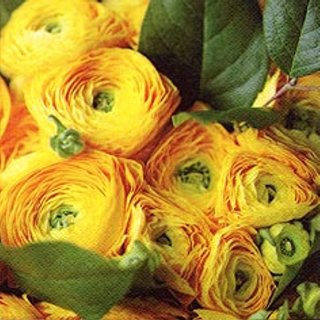 20 Servietten, Frühling Gelbe Ranunkeln im Pracht Blumenstrauß 33x33 cm