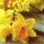 20 Servietten Frühling, Narzissen, Osterglocken auf dem Holztisch 33x33 cm