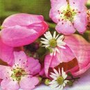 20 Servietten, Frühlingsblumengruß mit...