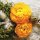 20 Servietten, Frühling, Ranunkel Blüten, Pracht in Gelb 33x33 cm