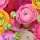 20 Servietten, Ranunkel Blüten in großer Pracht, Frühlingsboten 33x33 cm