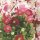 20 Servietten, Maßliebchen Bellis und Apfelblüten ein Süßer Traum 33x33 cm