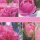 20 Servietten, Atemberaubend, Rosentulpen die Königs Tulpen 33x33 cm