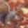 20 Servietten, Eichhörnchen im Herbst, Bunter Eichkater 33x33 cm