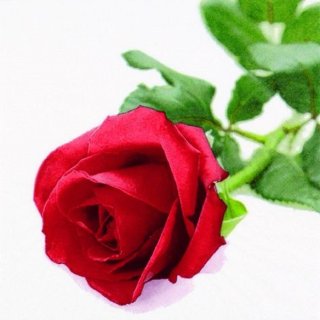 20 Servietten, Edle Rote Rose, Die Königin der Blumen 33...