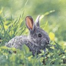 20 Servietten, Kaninchen im Gras, putziger Geselle auf...