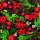 20 Servietten Weihnachten, Rote Beeren, Misteln, Kugeln und Kienäpfel 33x33 cm