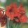 20 Servietten Weihnachten, Blühende rote Amaryllis 33x33 cm