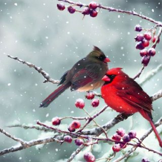 20 Servietten Weihnachten, Kardinalvögel auf...