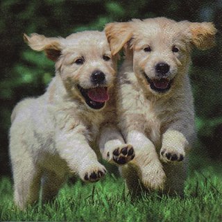 20 Servietten, zwei tobende Welpen, glückliche Hundebabys 33x33 cm