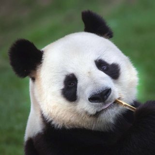 20 Servietten, Großer Panda Bär, Panda Portrait mit Bambus Halm 33x33 cm