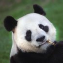 20 Servietten, Großer Panda Bär, Panda...
