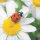 20 Servietten Kinderfeier, Marienkäfer auf Gänseblümchen, Glückwünsche 33x33 cm