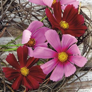 20 Servietten Sommer, blühende Kosmosblumen, Kosmos Blüten 33x33 cm
