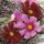 20 Servietten Sommer, blühende Kosmosblumen, Kosmos Blüten 33x33 cm