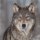 20 Servietten, Europäischer Grauwolf, Wolf Portrait, Tiermotiv 33x33 cm