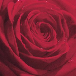 20 Servietten Sommer, Gefüllte Rote Rosenblüte, Prächtige Morgenrose 33x33 cm