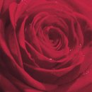 20 Servietten Sommer, Gefüllte Rote Rosenblüte,...