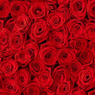 20 Servietten, Rosen in geballter Ladung, ein Rosentraum...