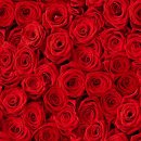 20 Servietten, Rosen in geballter Ladung, ein Rosentraum...