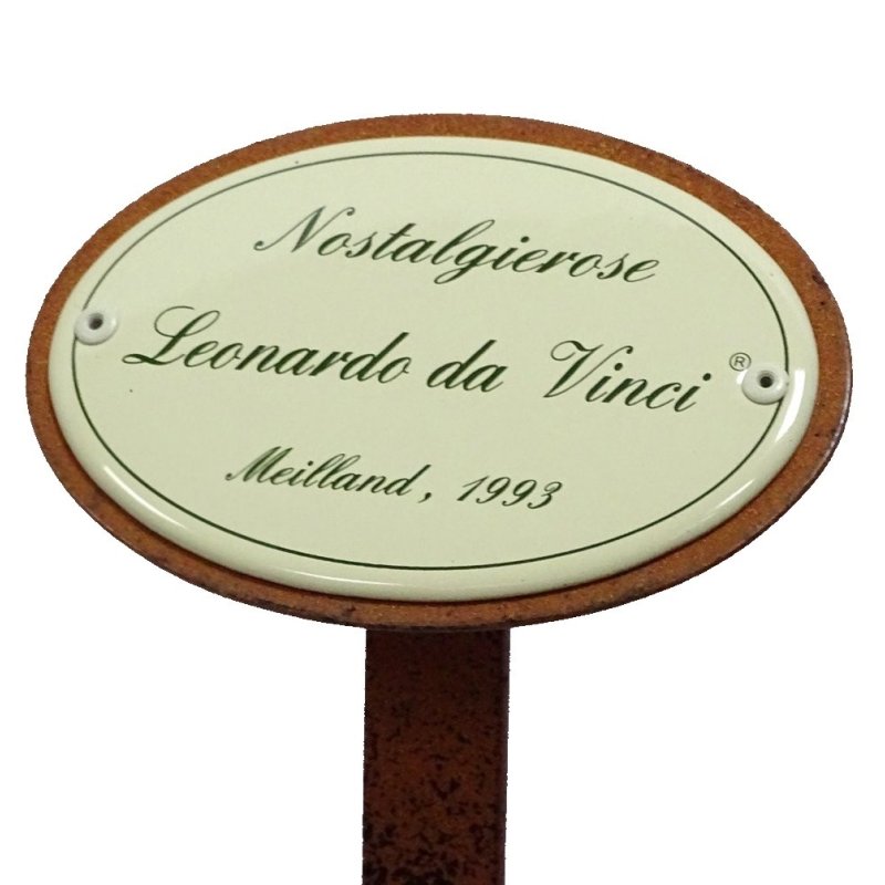 Rosenschild, Rosenstecker, Nostalgierose Leonardo da Vinci, Meilland 1993