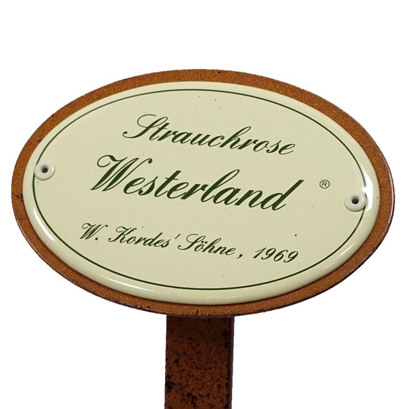 Rosenschild Rosenstecker Emaille, Strauchrose: Westerland, W.Kordes`Söhne 1969