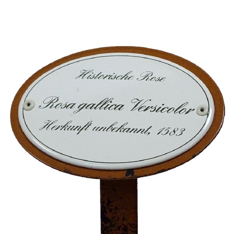 Rosenschild Rosenstecker Emaille Historische Rose, Rosa gallica Versicolor 1583